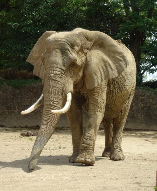 5月飼育員による動物のおはなしアフリカゾウ