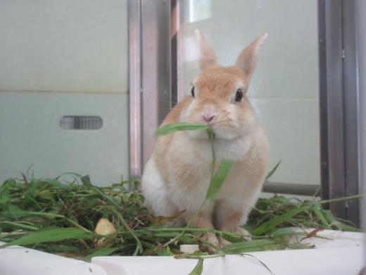 飼育員による動物のおはなしウサギ