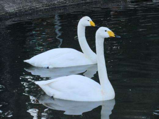 飼育員による動物のおはなし水鳥