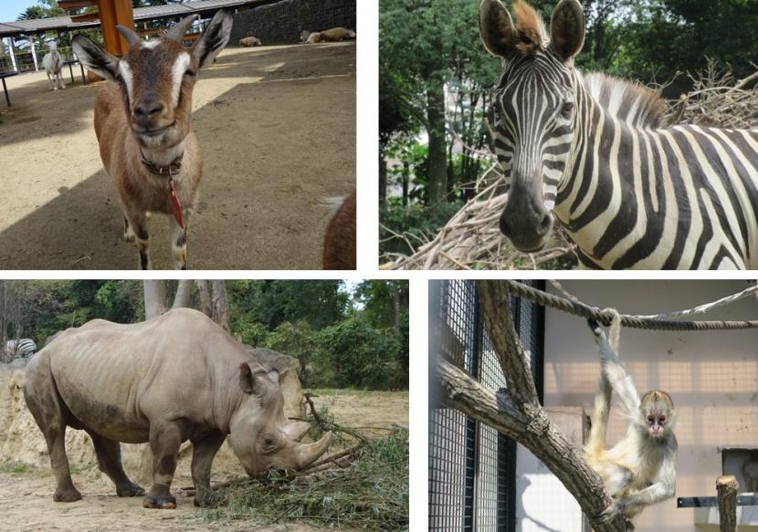 4月動物のおはなし