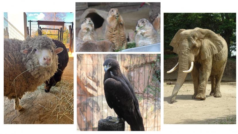 5月飼育員による動物のおはなし