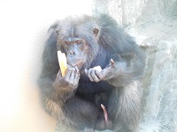 チンパンジーのサムネイル画像