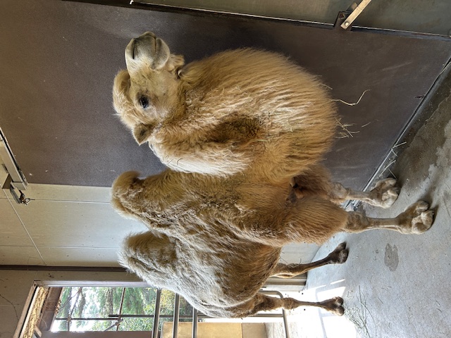 フタコブラクダのカリン
