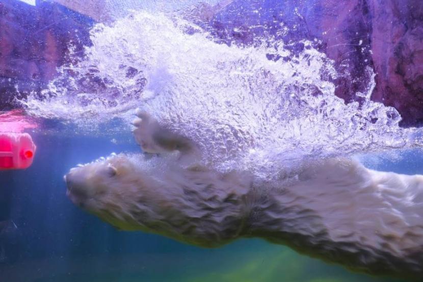 令和5年度入賞作品　八木山動物公園長賞　素敵な毛並み