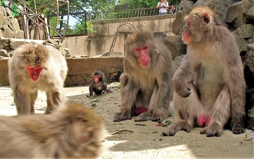 サル山イメージ
