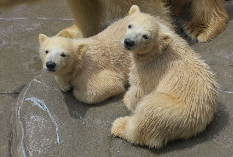 ホッキョクグマの双子