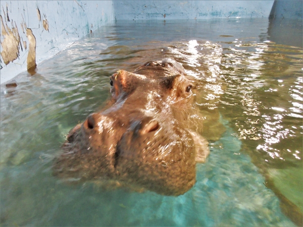 ブログ　カバの「カポ」に献花3