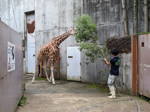 ブログ　エミリー放飼場デビュー12