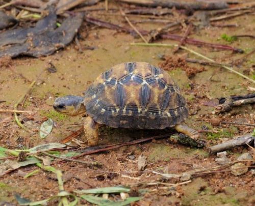 マダカスカルホシガメのこども