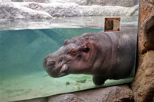 泳ぐ「ベロ」