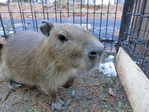 ブログ　カピバラ子ども愛称決定1