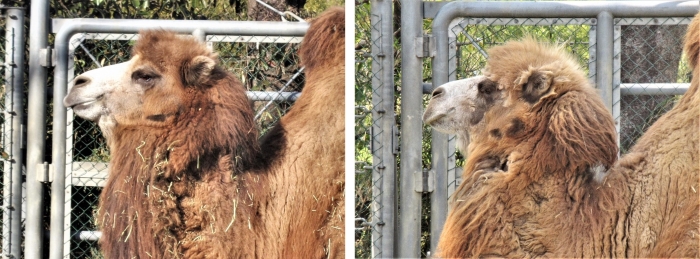 ブログ　フタコブラクダ　まゆ毛の正体4