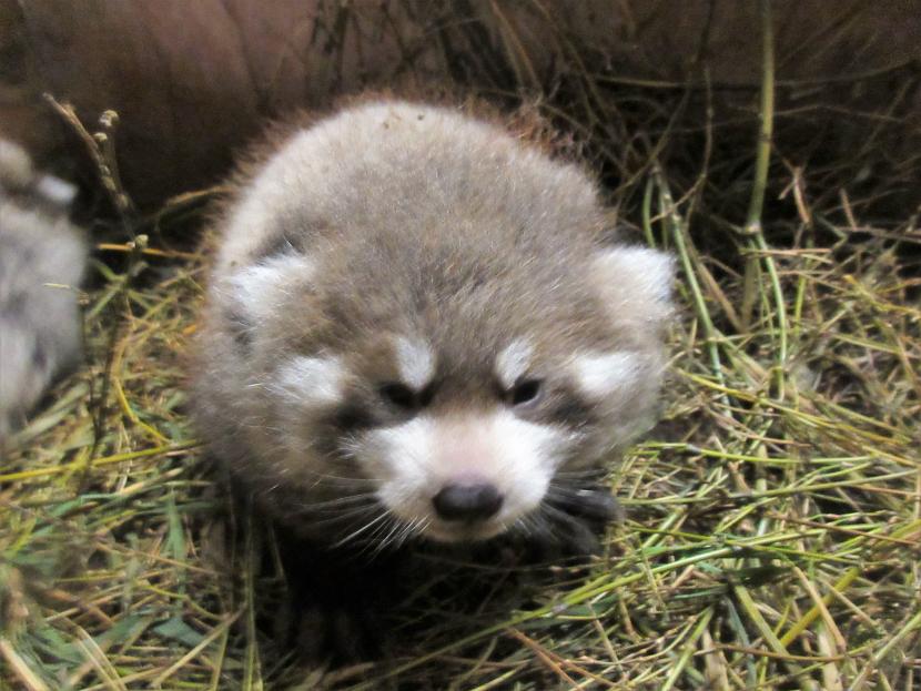 レッサーパンダの赤ちゃん成長報告