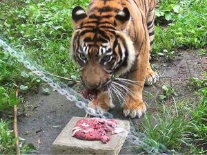 ケーキを食べるバユ