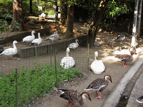 日陰を求めてさまざまな水鳥が集合