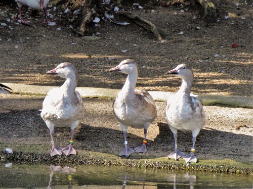 行動をともにするハクガンのヒナたち