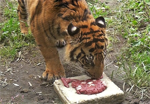 お肉のケーキを食べるアオ