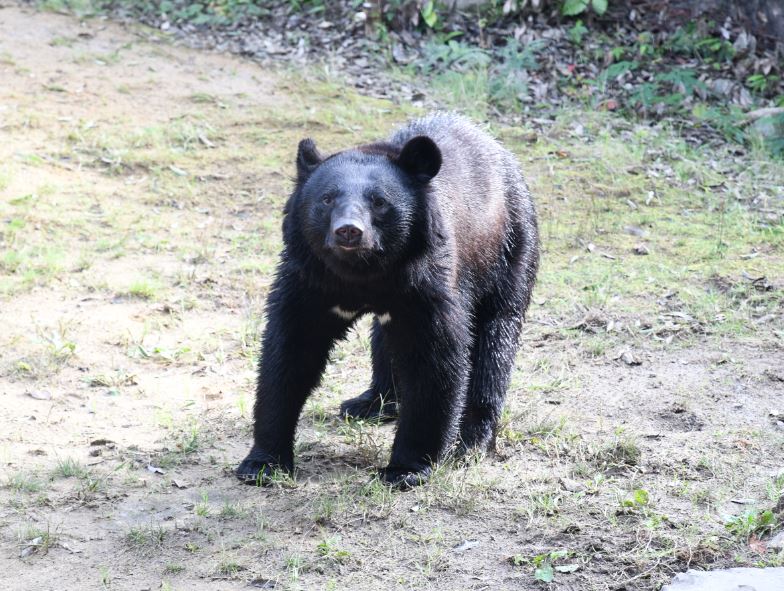 ツキノワグマのアオバ