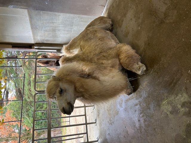 来園4日目にして余裕の表情