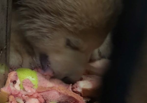 餌を食べる仔