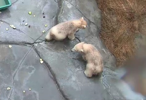 放飼場を歩く仔