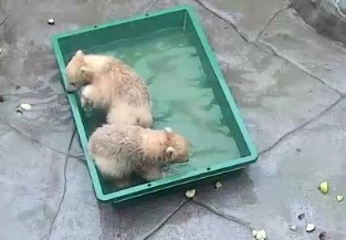 水を溜めた容器に入る仔
