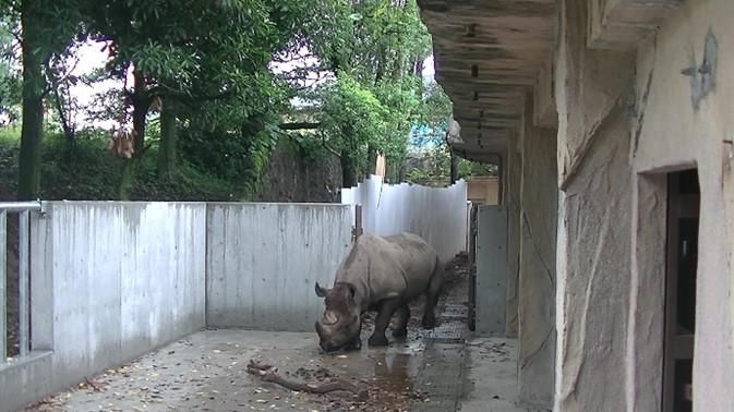 仮パドックに入るユキ