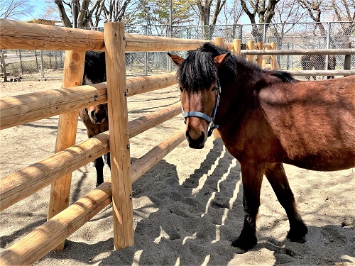 対州馬の柵リニューアル2