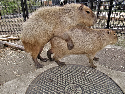 ブログ　カピバラ同居2　交尾