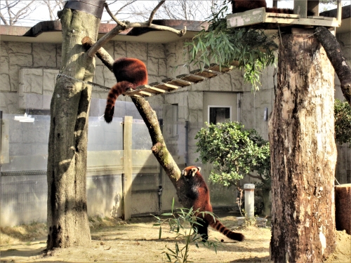 ブログ　休園日のお仕事　レッサーパンダ放飼場編3