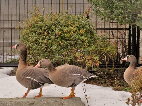 ブログ　カリガネ展示開始3