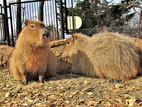 ブログ　カピバラ同居3　一緒にまったり