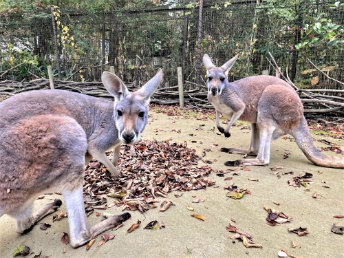 落ち葉と動物〈1〉-3