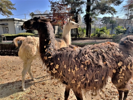 落ち葉と動物　ラマ編〈2〉-3