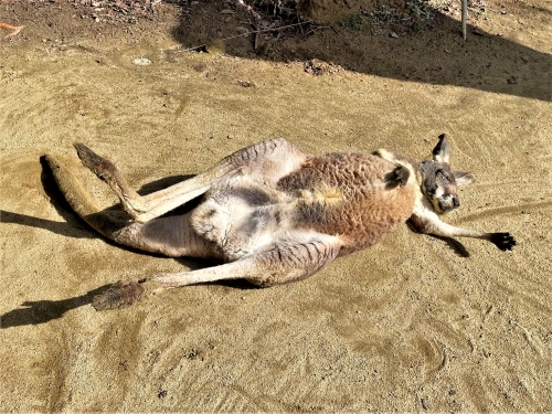 ブログ　ぽかぽか陽気のアカカンガルー3