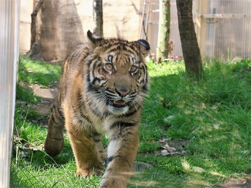 ブログ　4飼育員と遊びたい「アオ」