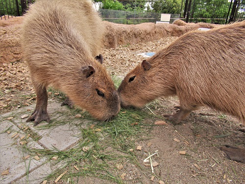 ブログ　カピバラ同居4　一緒にもぐもぐ