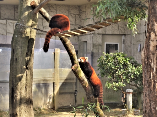 ブログ　休園日のお仕事　レッサーパンダ放飼場編4