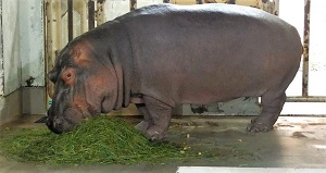 食べ続けるベロ