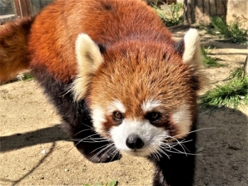 ブログ　国際レッサーパンダデーイベントと一族紹介7