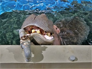 潜ってくれないベロ