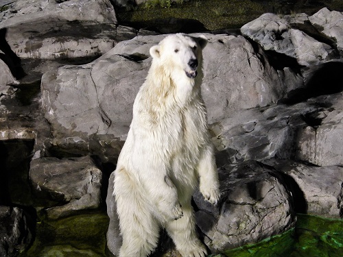 ホッキョクグマのポーラ
