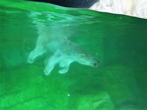 水の飛び込むホッキョクグマのポーラ