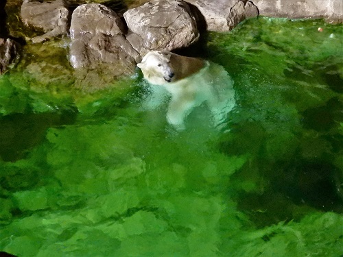 水に浮かぶホッキョクグマのポーラ