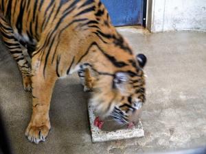 ケーキを食べるケアヒ