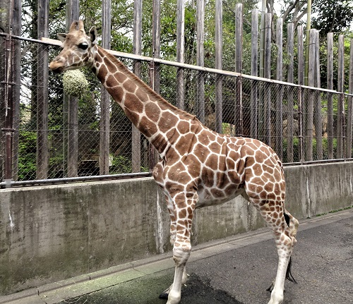 ブログ　休園期間中のキリン「アイ」3