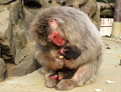 ブログ　赤ちゃんを抱えるミヨ