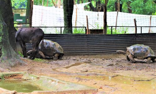 園長ブログ　マダガスカル訪問記4　ロバとカメ