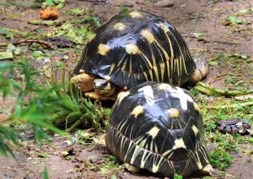 園長ブログ　マダガスカル訪問記4　マダガスカルホシガメ