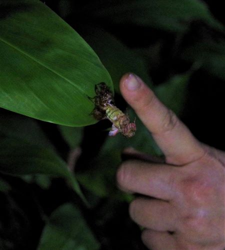 園長ブログ　マダガスカル訪問記9　セミ